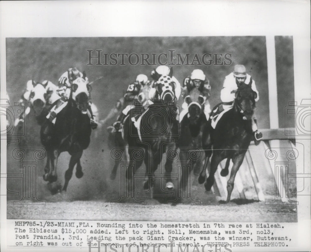 1954 Press Photo Rounding into the homestretch in 7th race at Hialeah Race Track- Historic Images