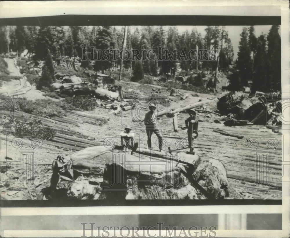 1929 Press Photo Three Thousand Year Stump. D 22, Springville, California- Historic Images