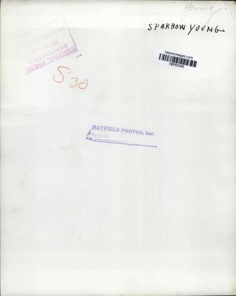 Press Photo Sparrow Young - nef65366