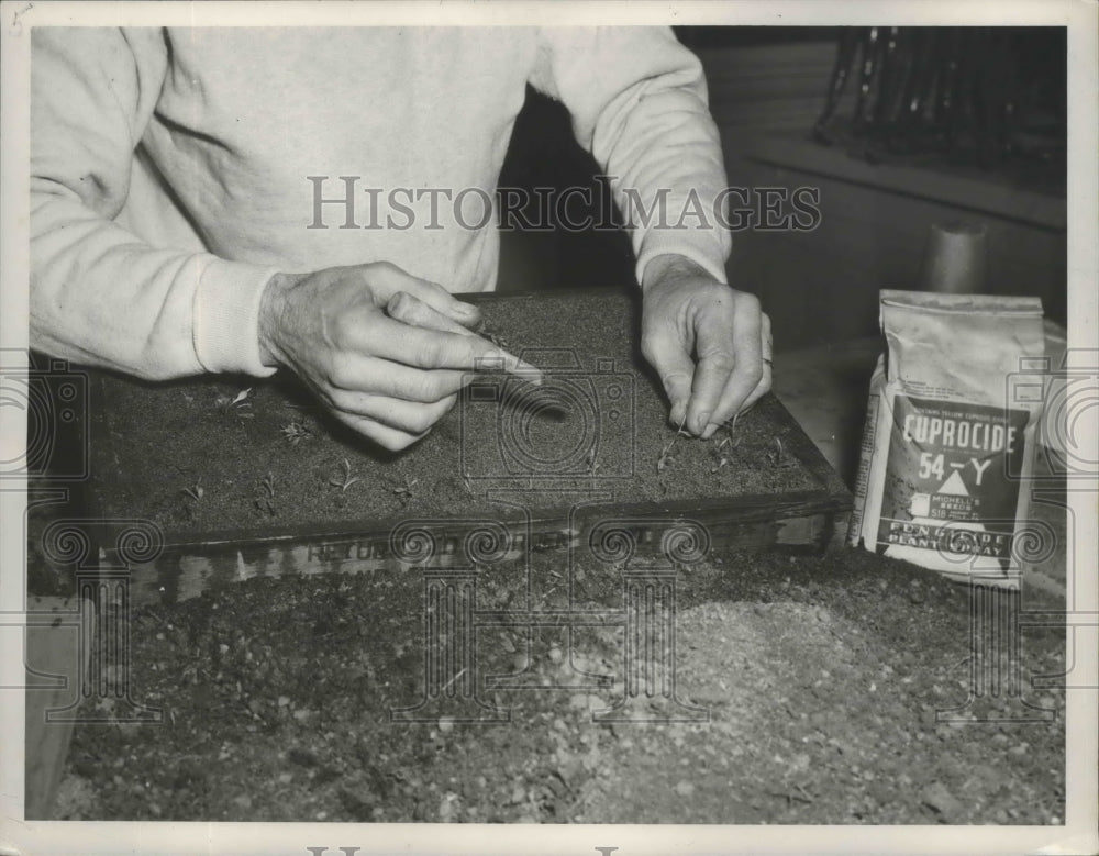 1949 Press Photo Seedlings Transplanted to Other Flats Once Leafs are 1&quot; Tall- Historic Images