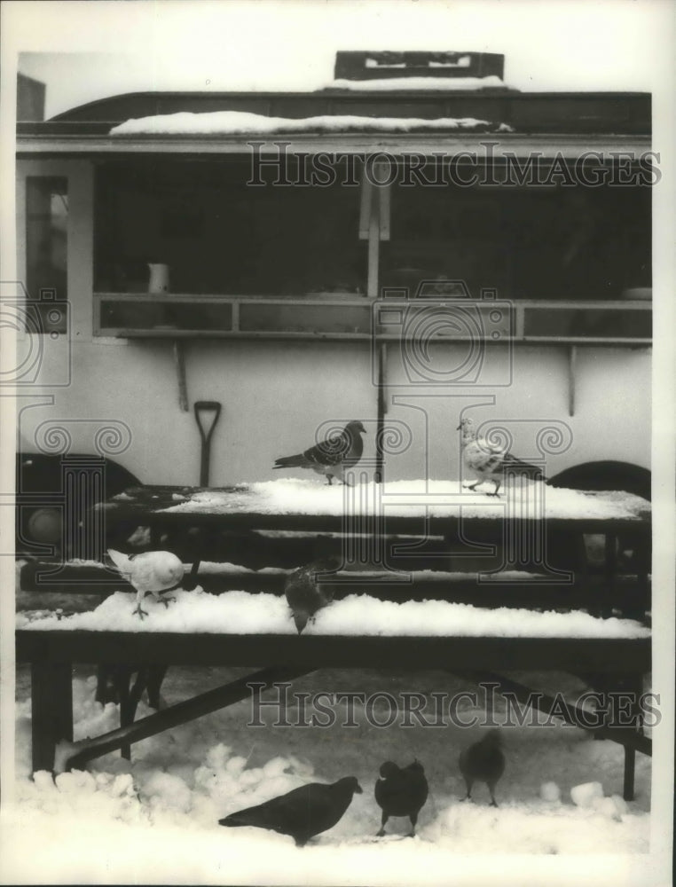 1963 Press Photo Perched Pigeons at Mobile Coffee Stall in Epsom High Street- Historic Images