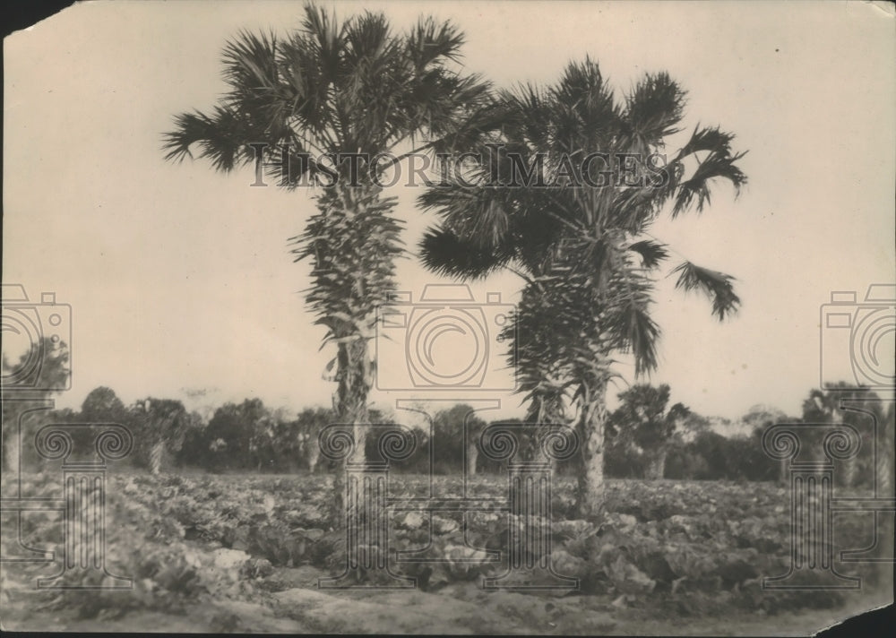 1920 Press Photo Cabbage Field - nef68060