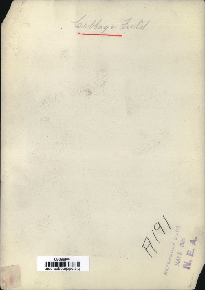 1920 Press Photo Cabbage Field - nef68060