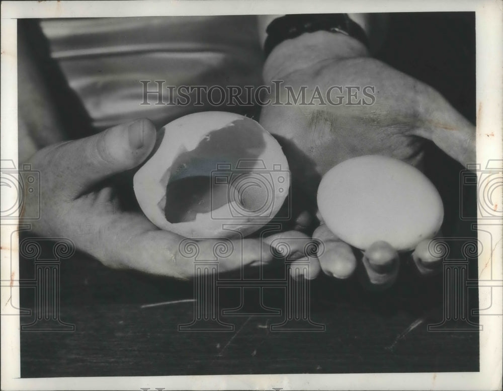 1948 Press Photo Double Egg laid by one of Bradley Stern hens of Gerrne N.Y