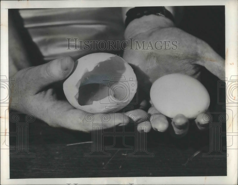 Load image into Gallery viewer, 1948 Press Photo Double Egg laid by one of Bradley Stern hens of Gerrne N.Y
