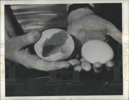 1948 Press Photo Double Egg laid by one of Bradley Stern hens of Gerrne N.Y