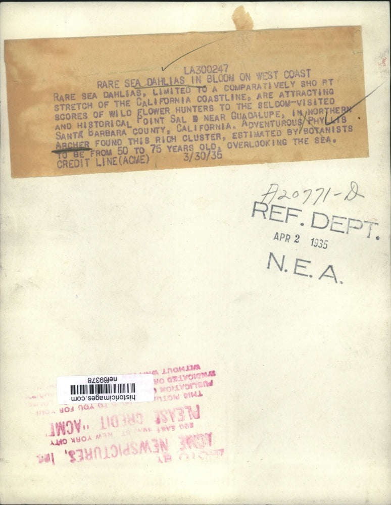 1935 Press Photo Rare Sea Dahlias In Bloom On West Coast - nef69378