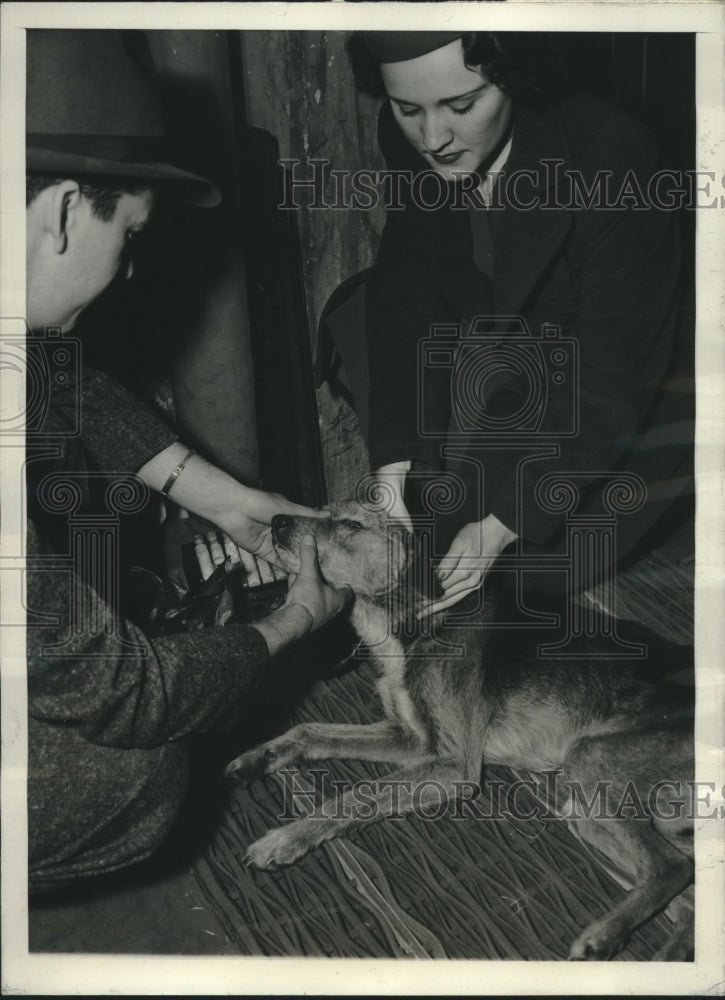 Load image into Gallery viewer, 1941 Press Photo Mary Ruth Northington aids Laddie whose too weak to stand
