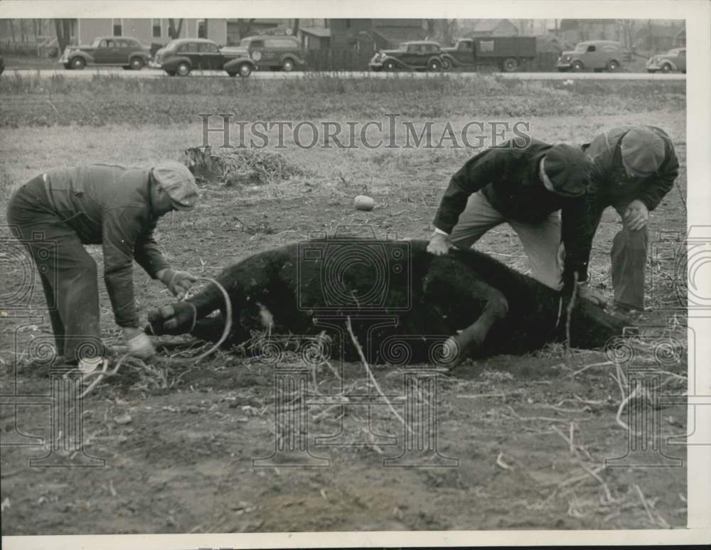 1938 Press Photo Chicago-Men tie a captured steer after jumping a backyard fence