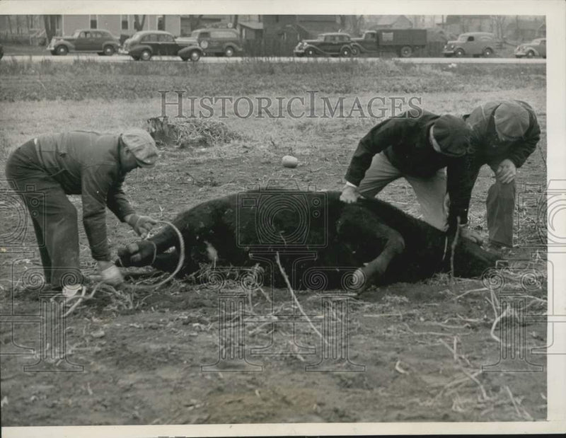 Load image into Gallery viewer, 1938 Press Photo Chicago-Men tie a captured steer after jumping a backyard fence
