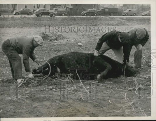 1938 Press Photo Chicago-Men tie a captured steer after jumping a backyard fence