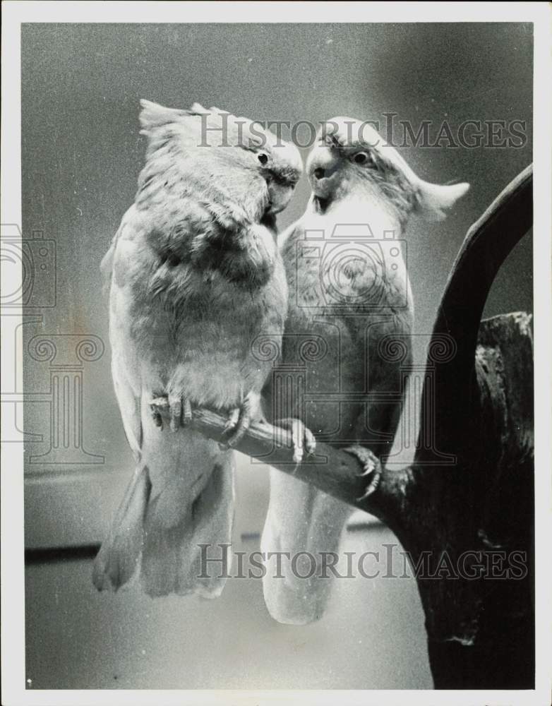 1973 Press Photo A pair of Leadbeater Cockatoos on a tree branch - nei14400- Historic Images