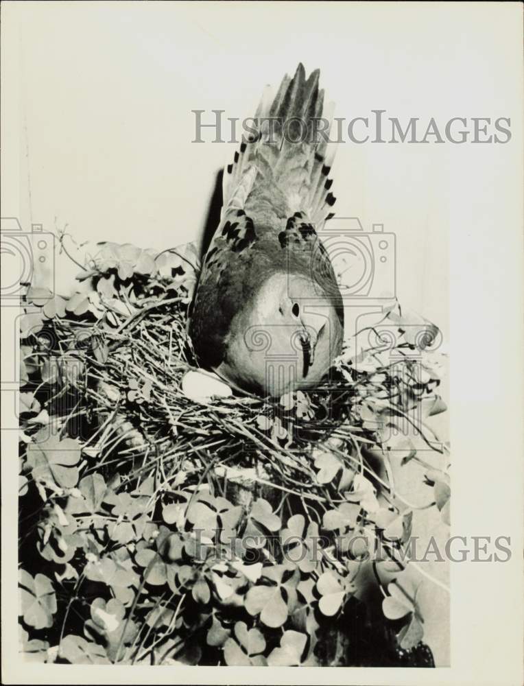 1956 Press Photo Dove nesting on a porch in St. Louis, Missouri - nei14817- Historic Images