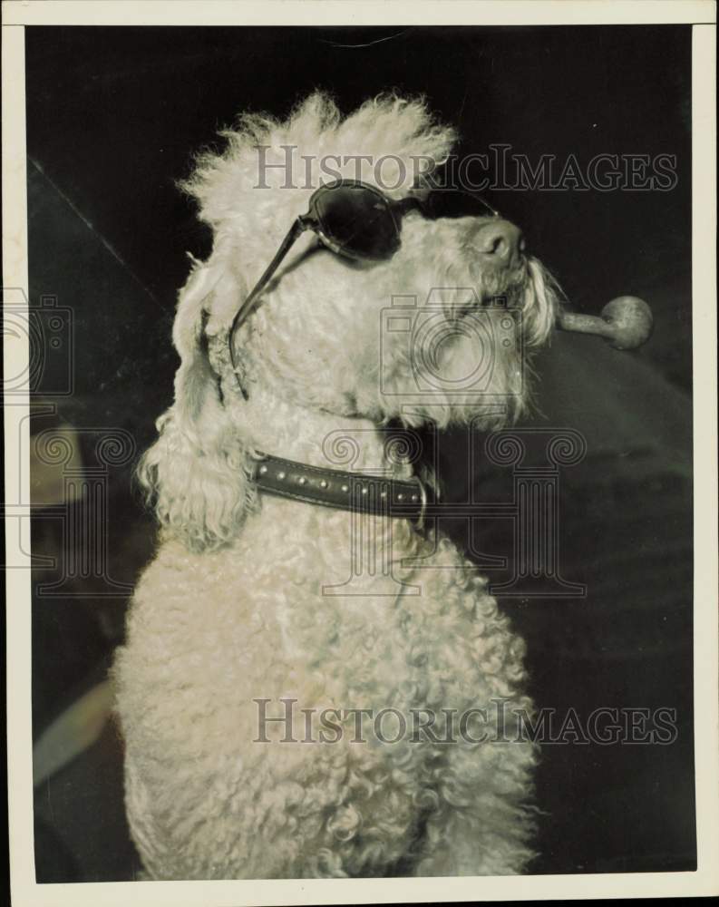 1952 Press Photo Winner for elegance at Milan dog show poses in character, Italy- Historic Images