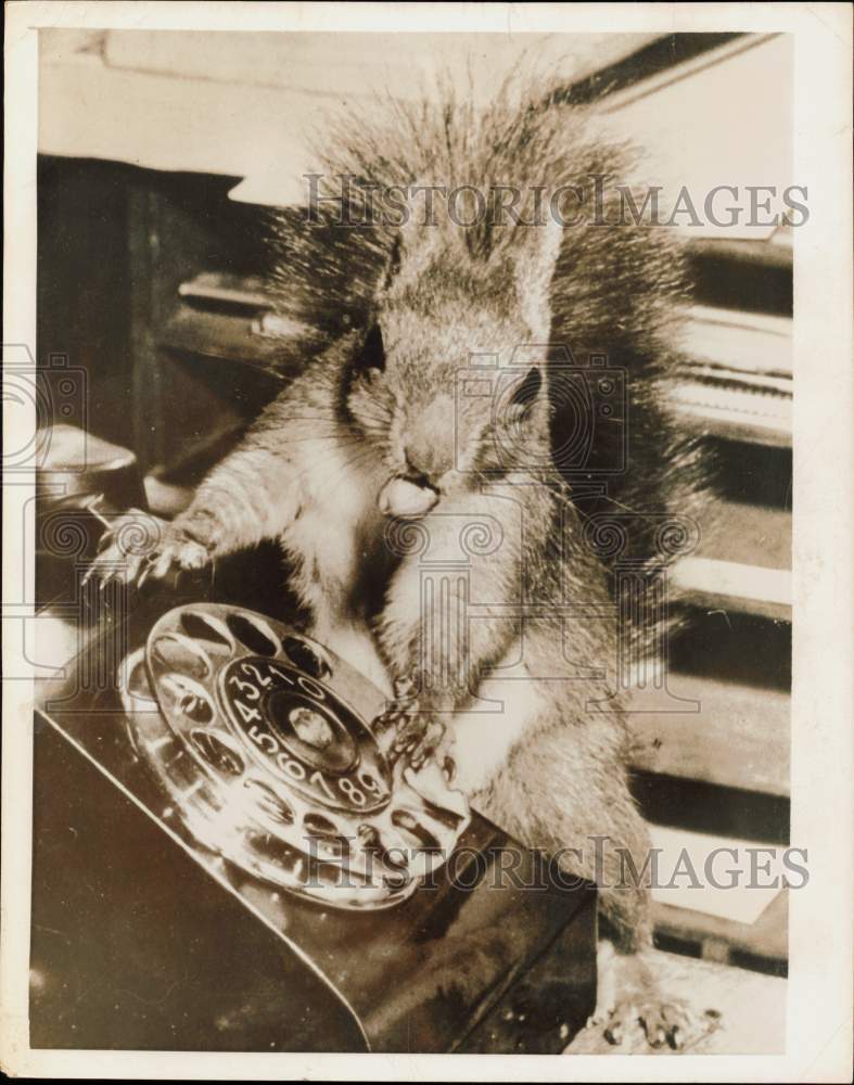 1954 Press Photo Gustaf the squirrel plays with a telephone in Orebro- Historic Images