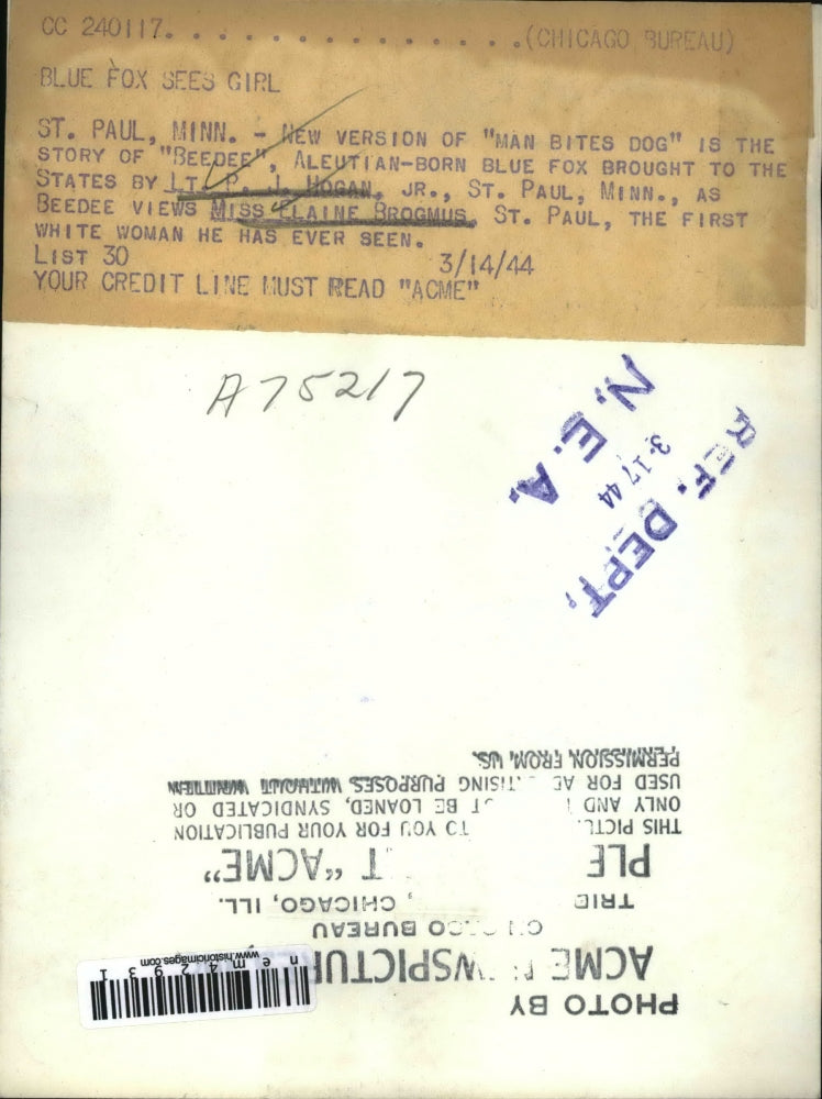 1944 Press Photo St Paul MN Lt PJ Hogan Jr, Elaine Brogmus & blue fox Beebee