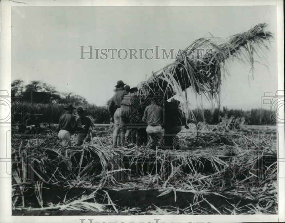 1942 Press Photo US Army Engineers camouflage experts blend anti aircraft gun- Historic Images