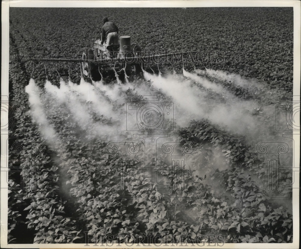 1949 Press Photo Insects Cant Survive in Bean Patch Dusted with 16-Spout Duster