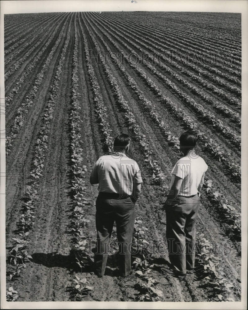 1949 Press Photo Farm owners satisfied with the healthy bean crop - nem57819- Historic Images