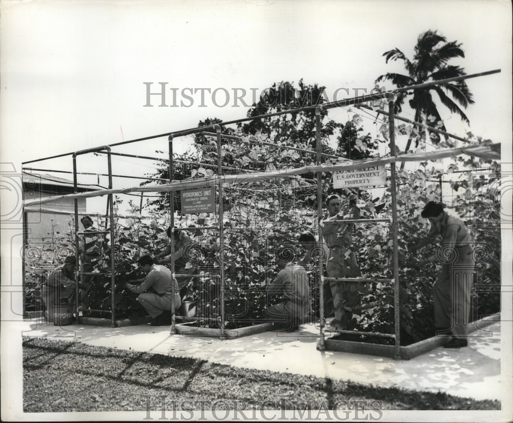 1947 Press Photo U.S. Army's Hydroponics Unit headed by Robert Luckhardt