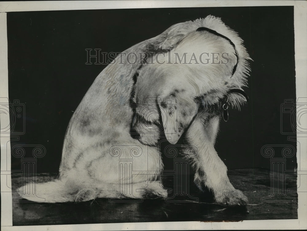 1938 Press Photo New York Flea bites dog then lamp bites flea NYC - neny05585- Historic Images