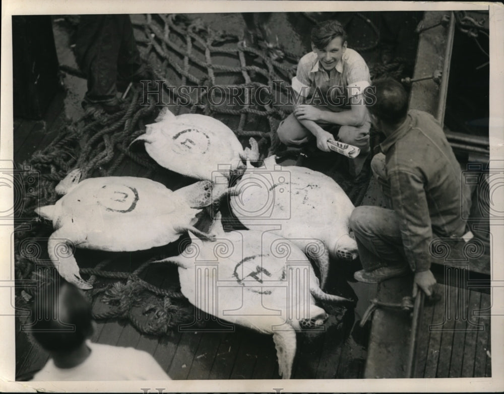 1936 Press Photo New York Turtles arrive to keep date with Soup Bowl NYC- Historic Images