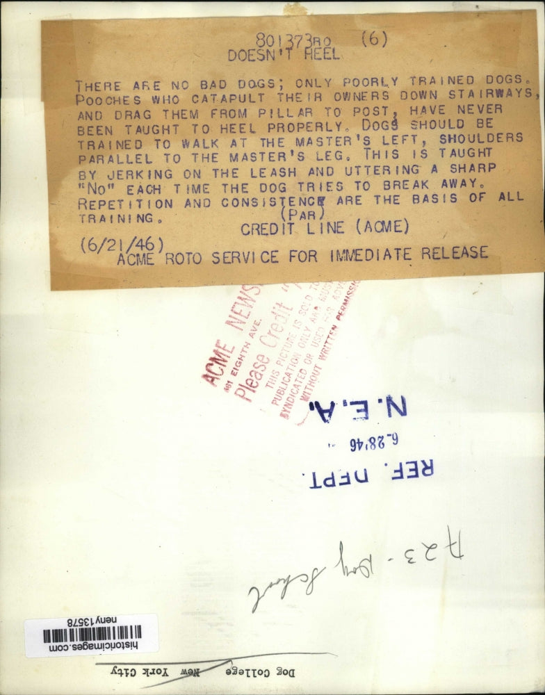 1946 Press Photo New York Dog learning to walk on a leash in NYC - neny13578