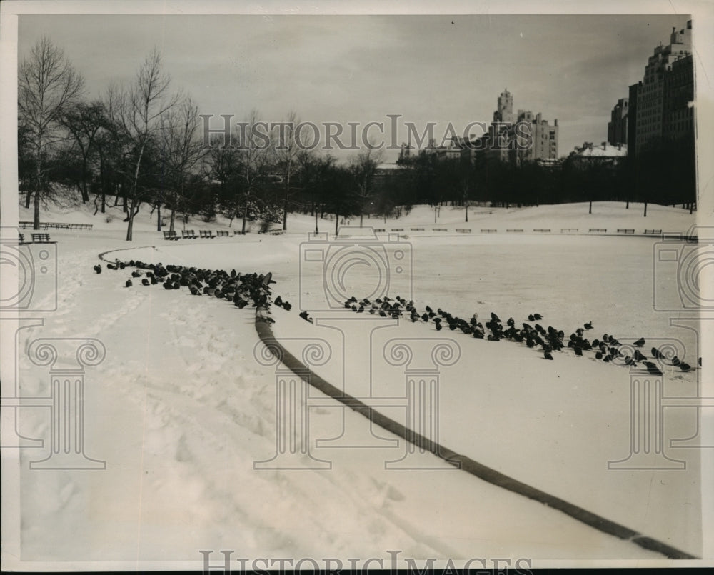 1940 Press Photo New York Pigeons on the Lake in Central Park Feb 15th NYC- Historic Images
