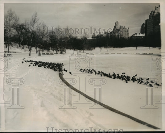 1940 Press Photo New York Pigeons on the Lake in Central Park Feb 15th NYC- Historic Images
