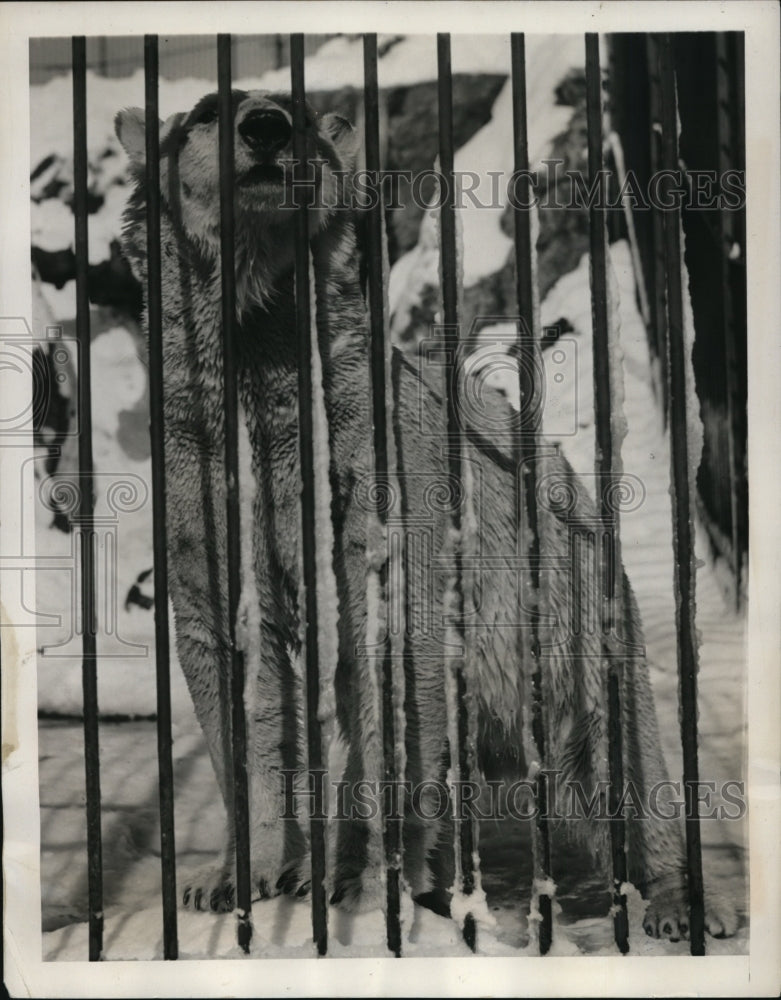 1940 Press Photo New York Polar Bears Central Park Snow NYC - neny17032