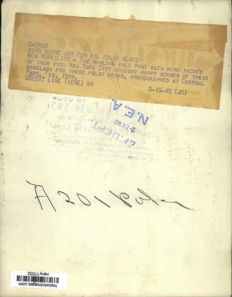 1940 Press Photo New York Polar Bears Central Park Snow NYC - neny17032
