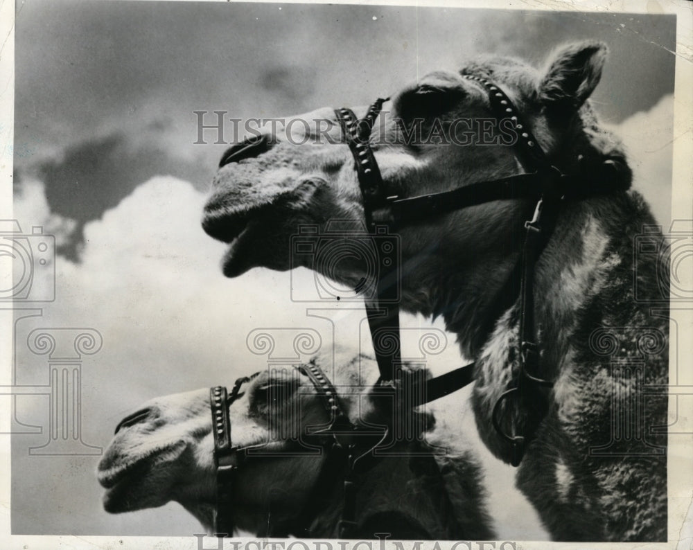 1940 Press Photo New York Two Faces East by Harvey Falk Camels NYC- Historic Images