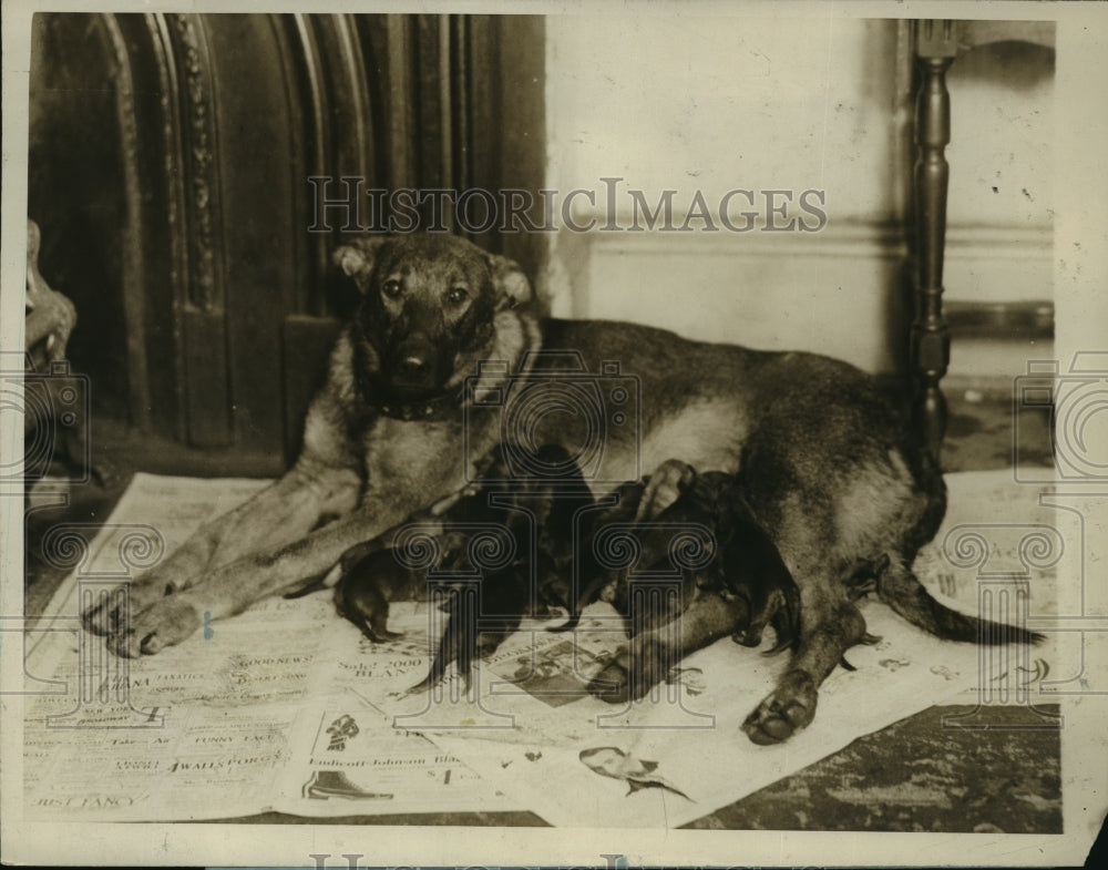 1927 Press Photo New York Lady Wolf VIII German Shepherd Dog 14 Puppy Litter NYC