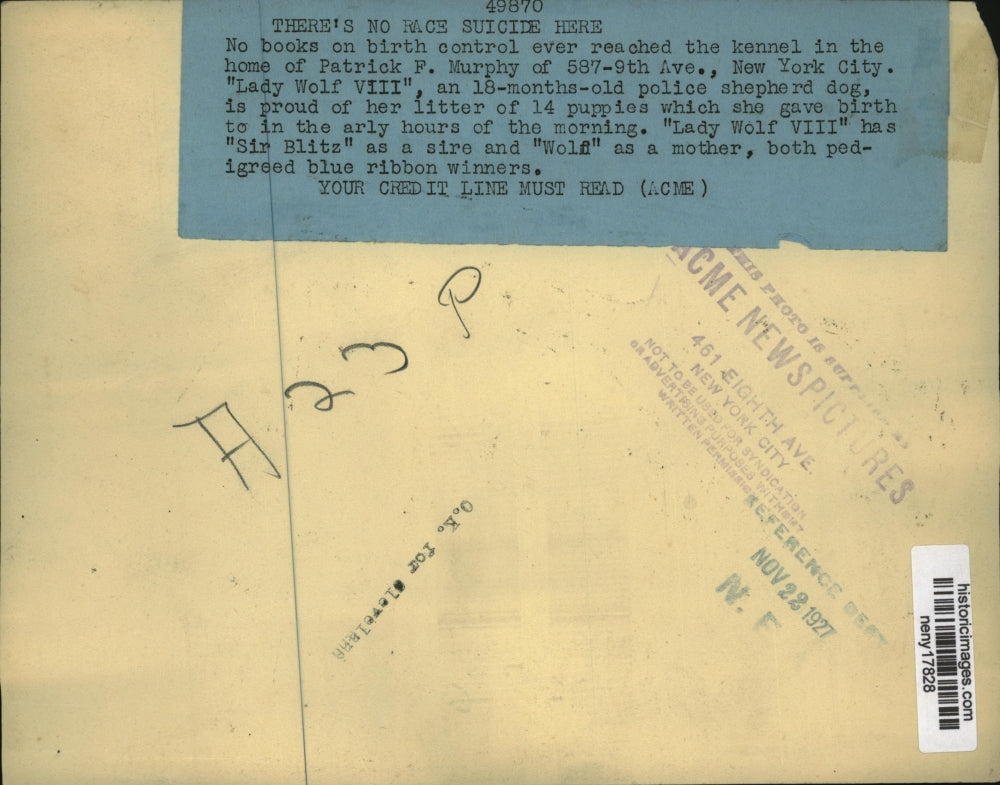 1927 Press Photo New York Lady Wolf VIII German Shepherd Dog 14 Puppy Litter NYC