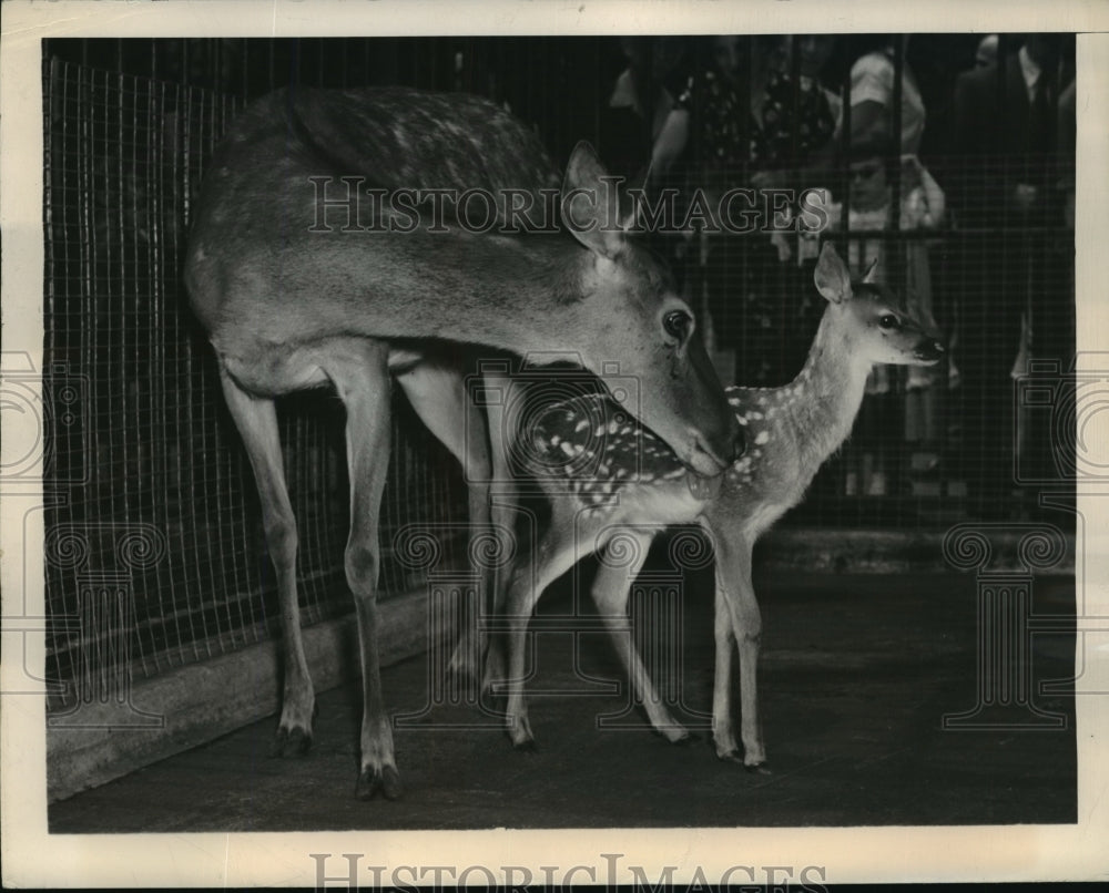 1948 Press Photo New York Fawn 1 of 3 Red Deer at Central Park Zoo NYC - Historic Images