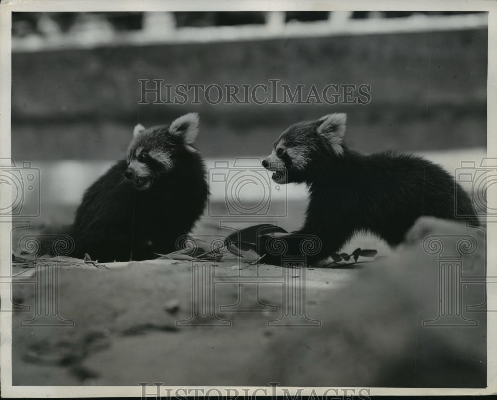 1947 Press Photo NEW YORK PANDAS COME TO BRONX ZOO NYC- Historic Images