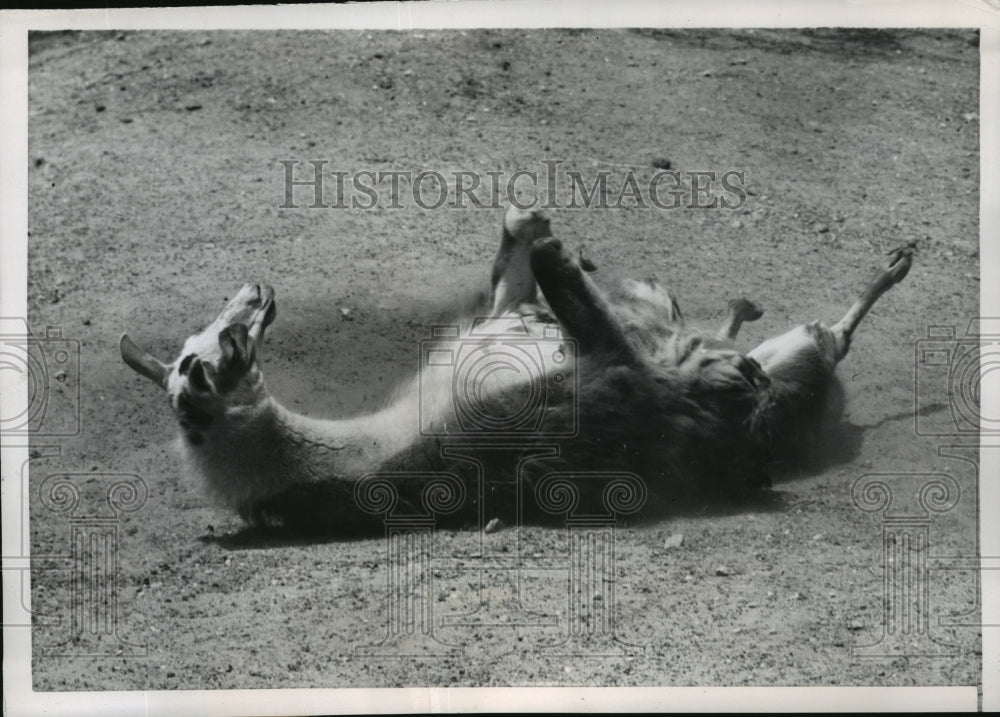 1953 Press Photo New York Austere Llama Rolling on Ground at Prospect Zoo NYC