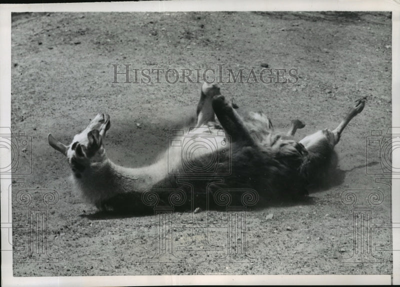 Load image into Gallery viewer, 1953 Press Photo New York Austere Llama Rolling on Ground at Prospect Zoo NYC
