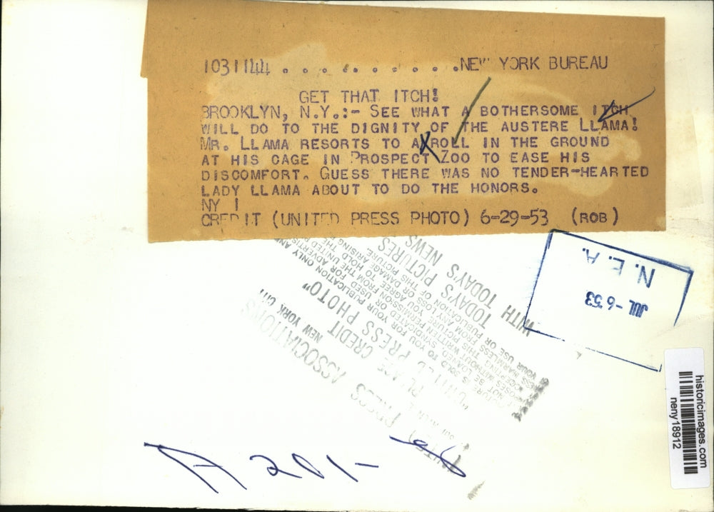 1953 Press Photo New York Austere Llama Rolling on Ground at Prospect Zoo NYC