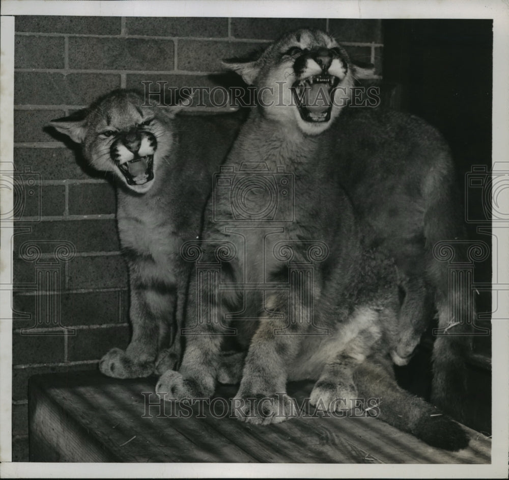 1948 Press Photo New York two puma cubs at the Bronx zoo in NYC - Historic Images