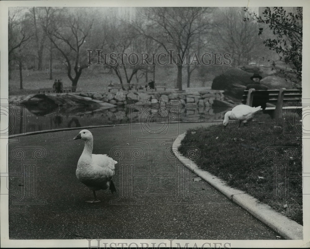 1957 Press Photo New York Injured goose with mate in Central Park NYC