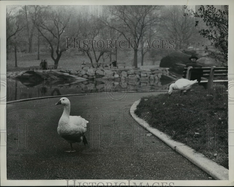 Load image into Gallery viewer, 1957 Press Photo New York Injured goose with mate in Central Park NYC
