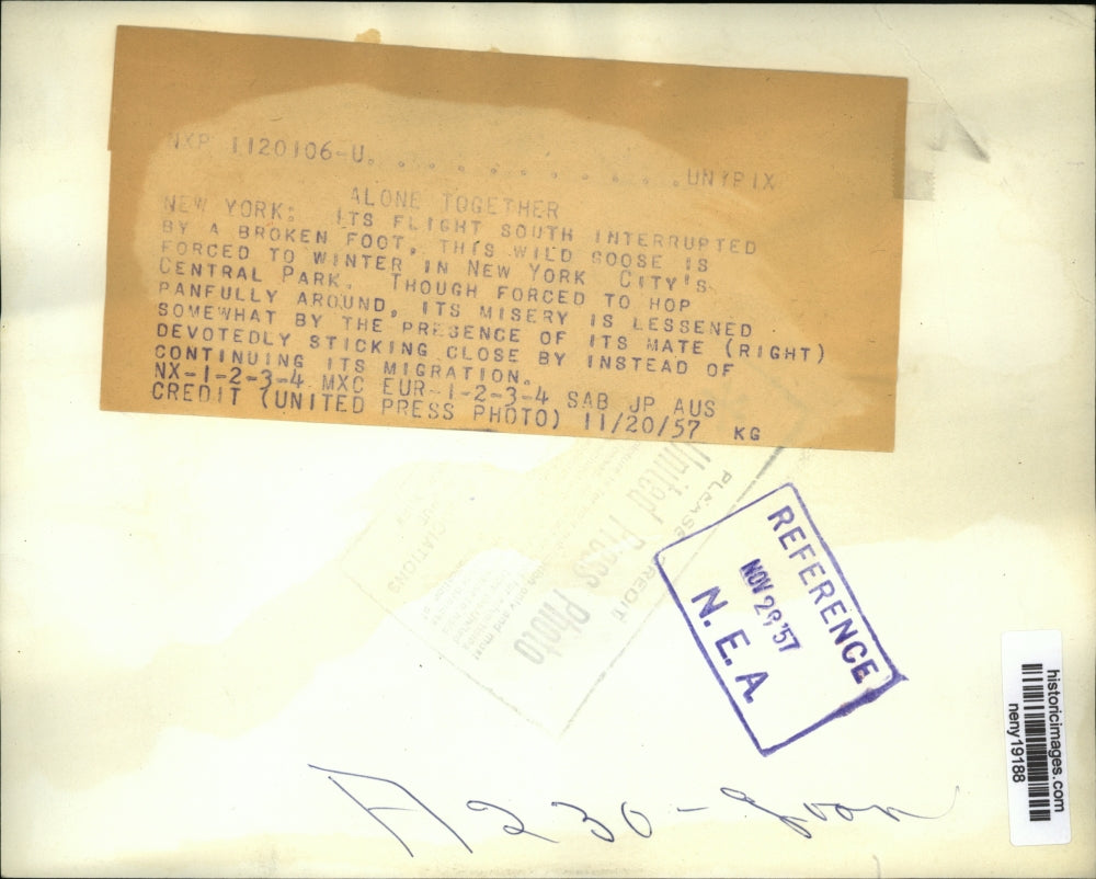 1957 Press Photo New York Injured goose with mate in Central Park NYC