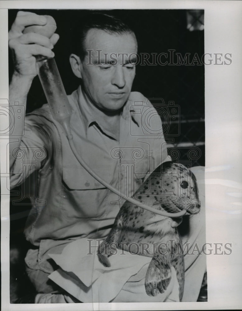 1954 Press Photo NEW YORK HARBOR SEAL AT THE BRONX ZOO NYC- Historic Images