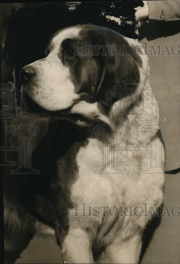 Load image into Gallery viewer, 1922 Press Photo NEW YORK LARGEST DOG AT NEW YORK DOG SHOW NYC - neny21647
