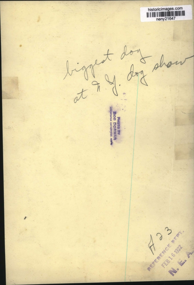 1922 Press Photo NEW YORK LARGEST DOG AT NEW YORK DOG SHOW NYC - neny21647