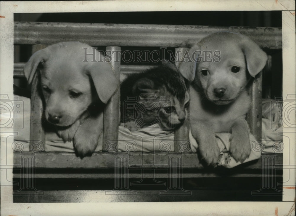 1943 Press Photo New York Humane League puppies & kitten in NYC - neny25146