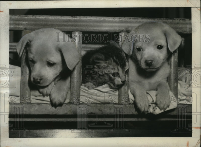 Load image into Gallery viewer, 1943 Press Photo New York Humane League puppies &amp; kitten in NYC - neny25146
