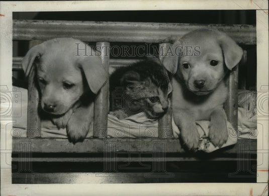 1943 Press Photo New York Humane League puppies & kitten in NYC - neny25146