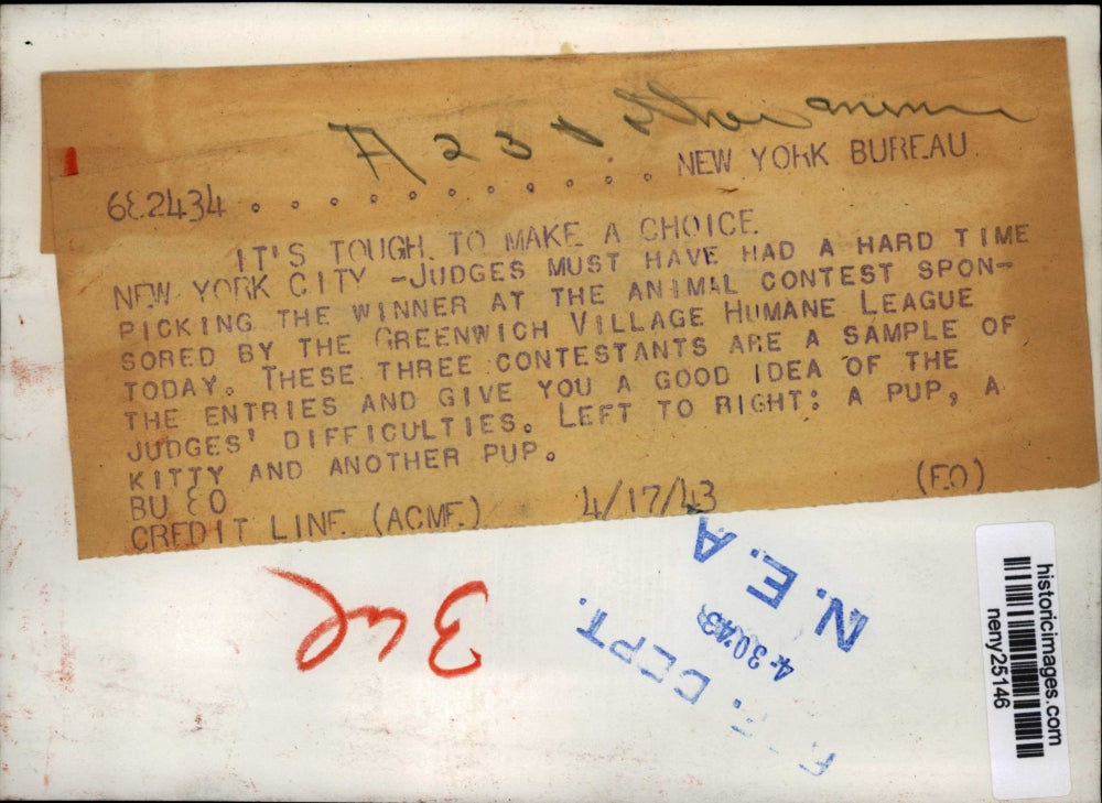1943 Press Photo New York Humane League puppies & kitten in NYC - neny25146